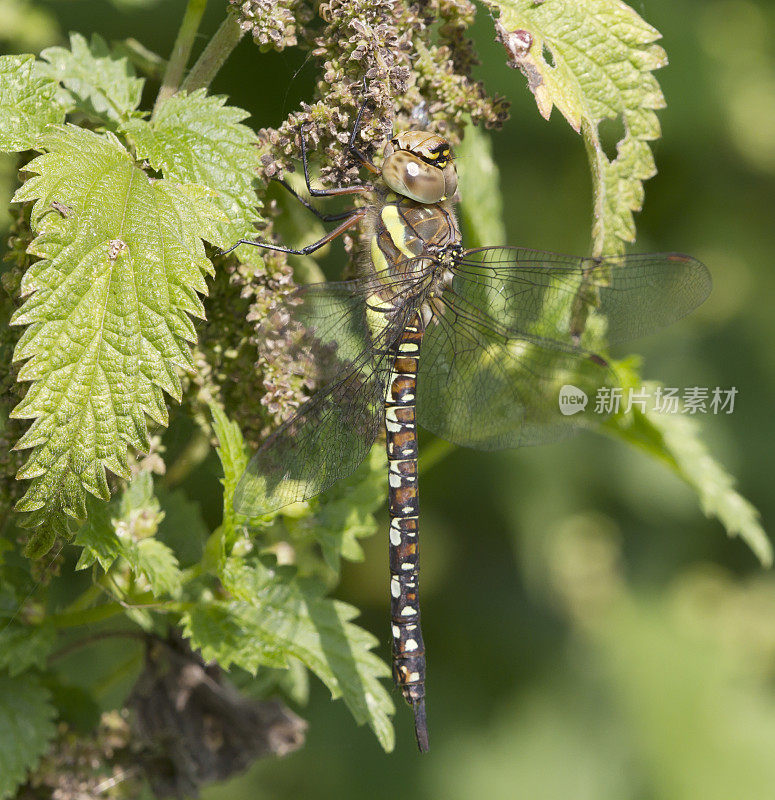 南鹰蜻蜓(Aeshna cyanea)雌性